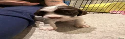 English Springer Spaniel dogs for sale: English Springer Spaniel puppies - Advert 11