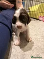 English Springer Spaniel 7