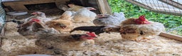 Chickens poultry for sale: Tiny Serama Bantams,Hens from £15.Good Selection. - Advert 11