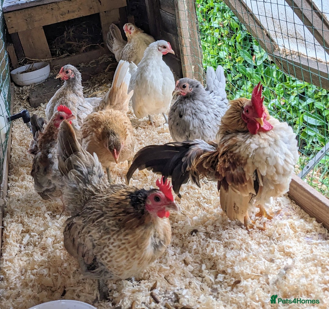 Chickens poultry for sale: Tiny Seramas Bantams,Adults & Youngsters. - Image 11