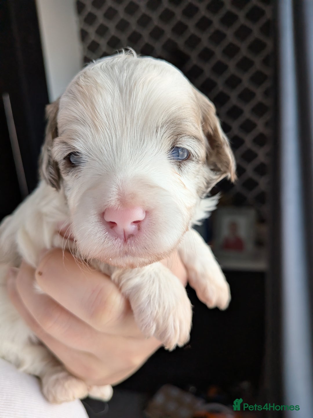 Bordoodle dogs for sale: Toy Bordoodles ❤️ - 1 girl available - Image 4