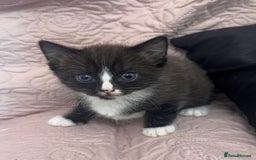 Ragdoll cats for sale: ✨ Three Gorgeous Long-Haired Ragdoll Mix Kittens ✨ - Image 9