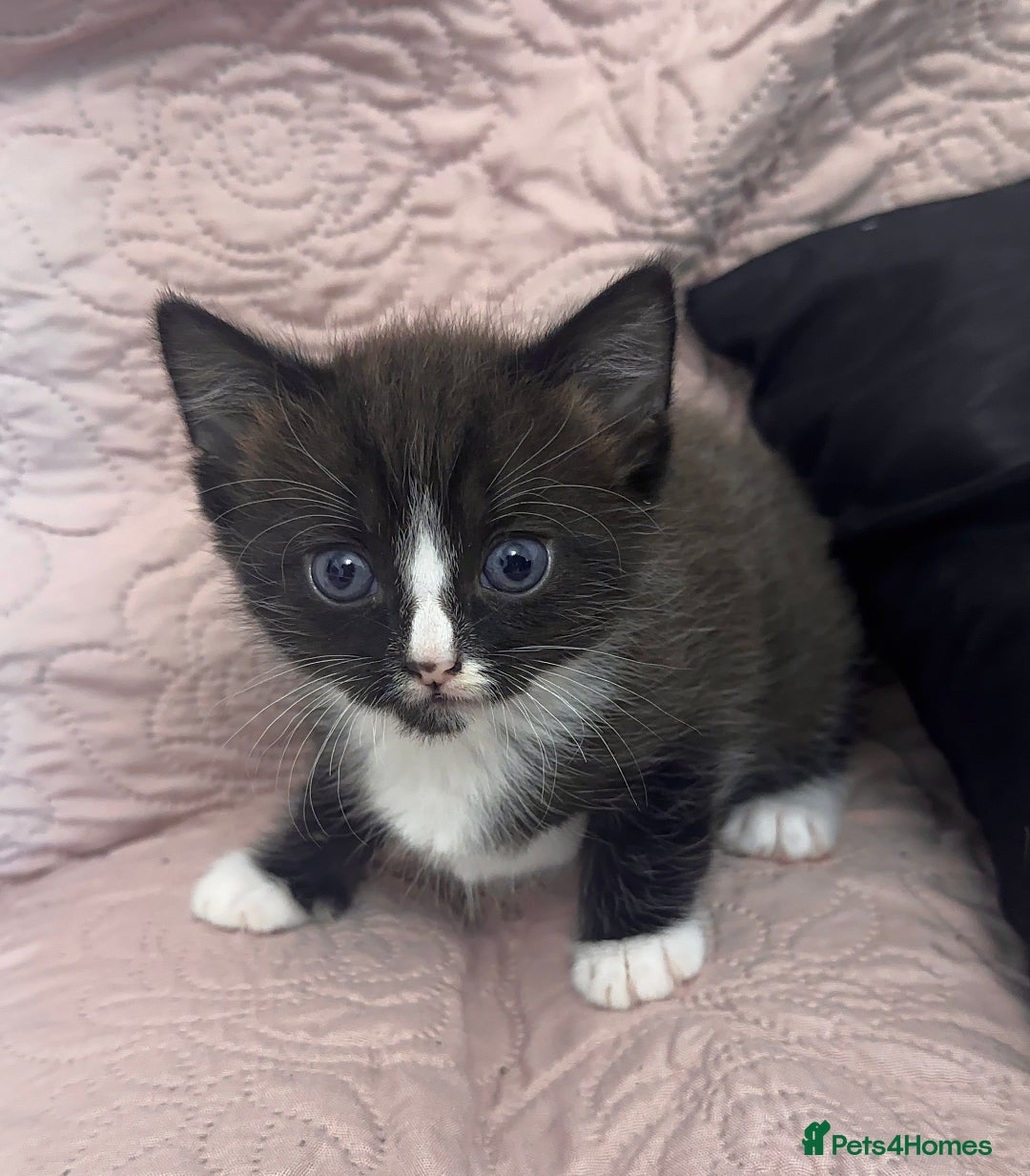 Ragdoll cats for sale: ✨ Three Gorgeous Long-Haired Ragdoll Mix Kittens ✨ - Image 9