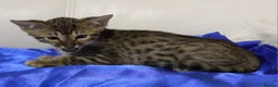 Savannah cats for sale: Highly spotted Savannah kittens  - Advert 16