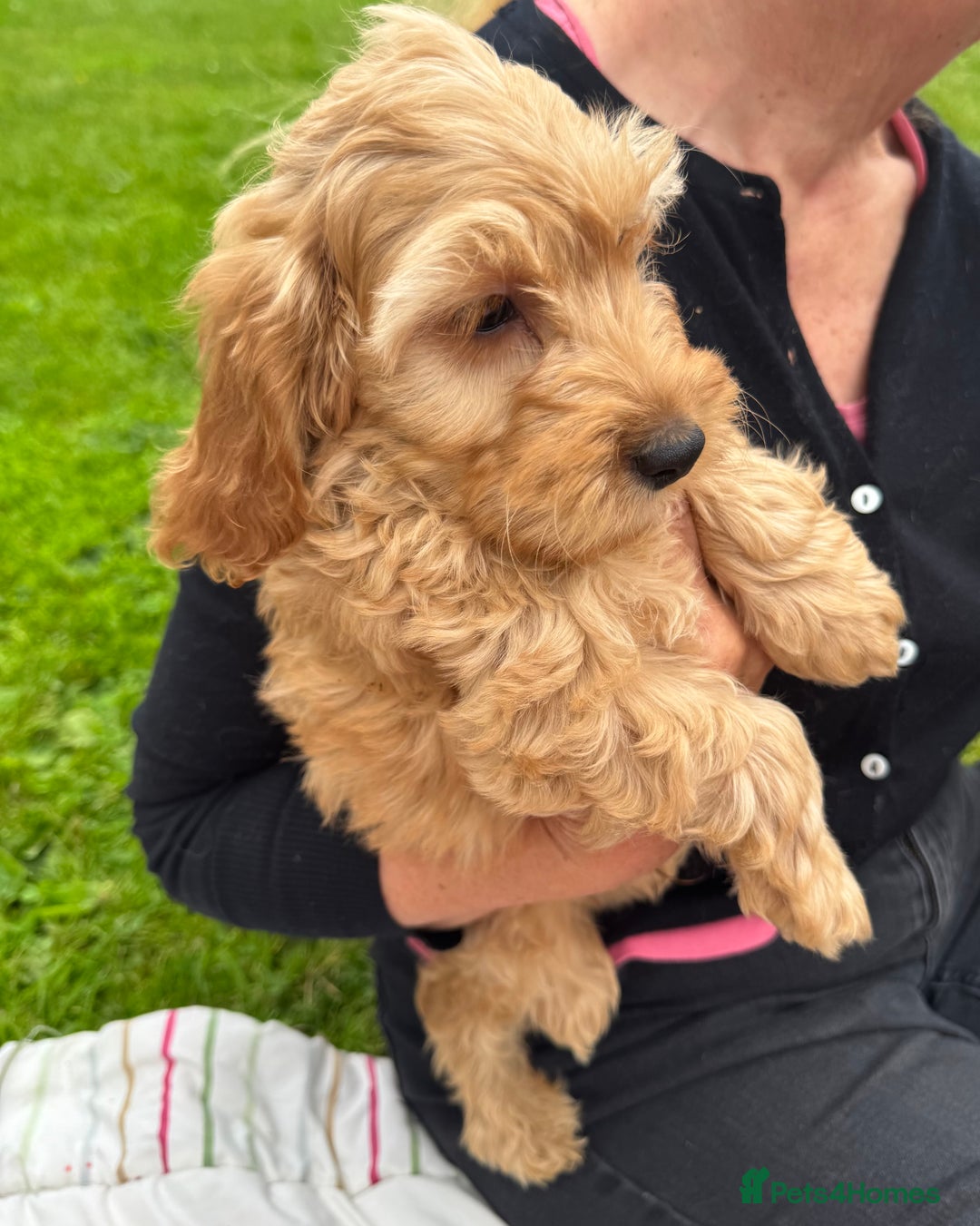Cockapoo dogs for sale: TOY COCKAPOO PUPPIES  - Image 5