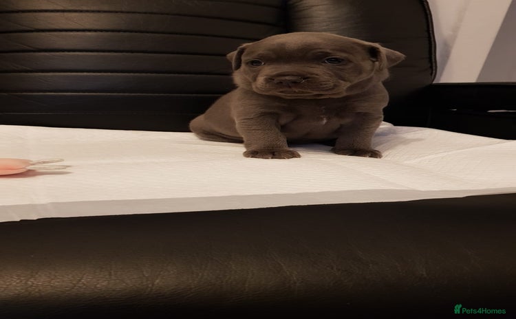 Staffordshire Bull Terrier dogs - Advert 6