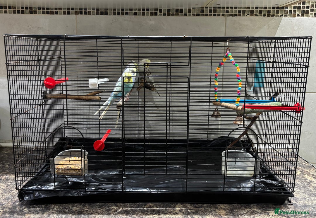 Budgerigars birds for sale: 7 beautiful coloured budgies with cage - Advert 5