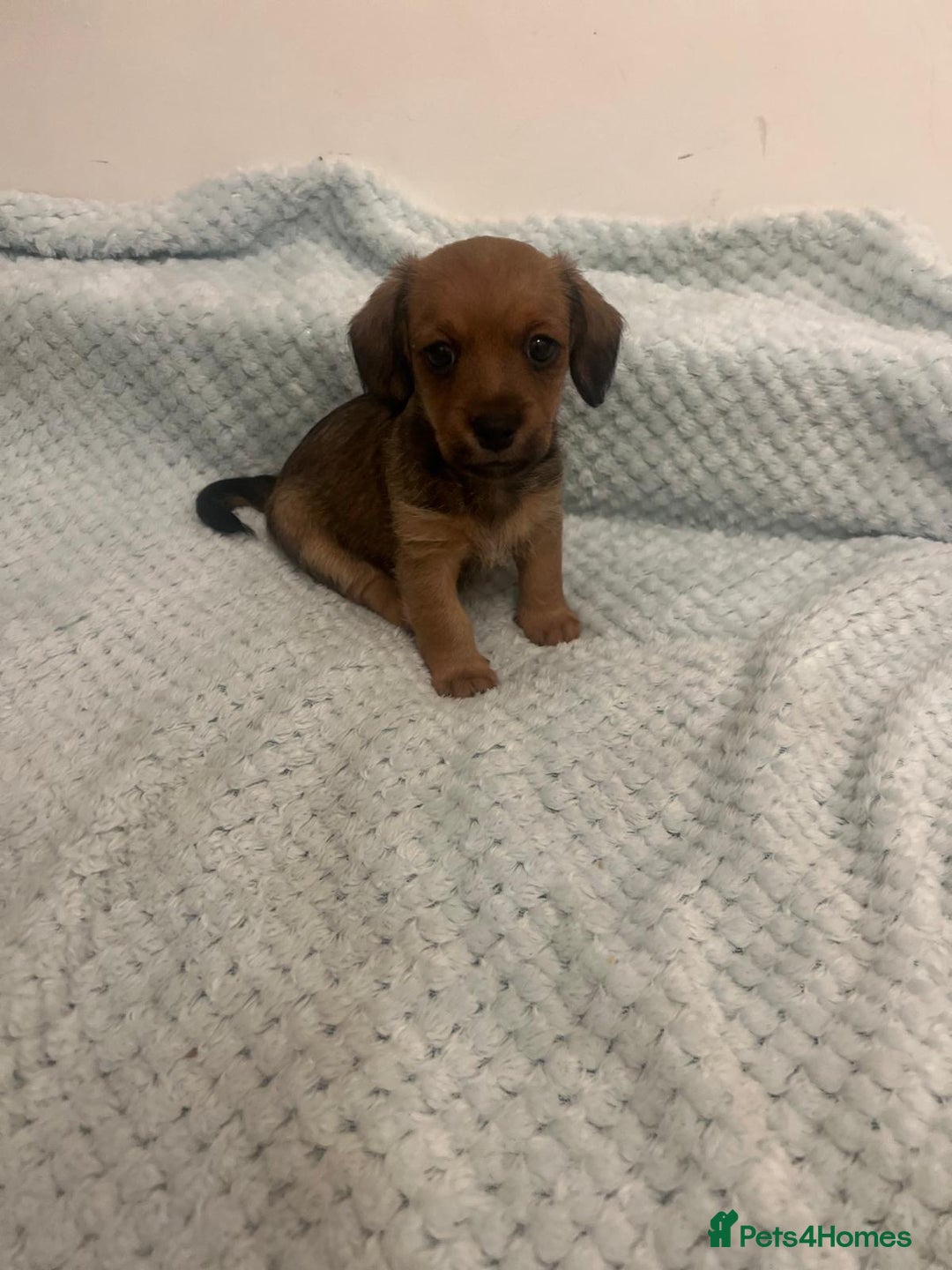 Mixed Breed dogs for sale: Maltipoo cross puppies - Advert 5