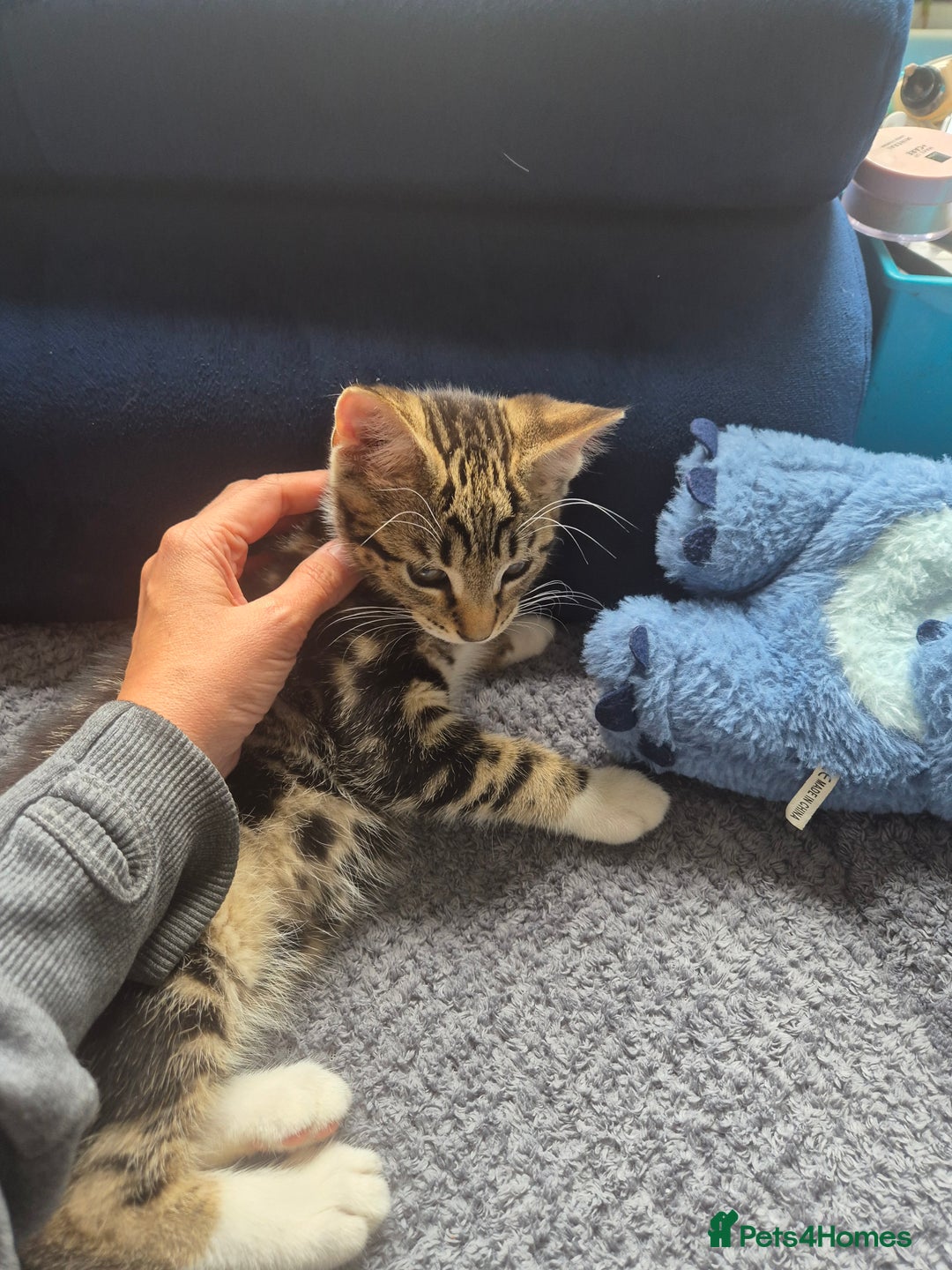 British Shorthair cats for sale: 2 kittens looking for forever homes - Image 4