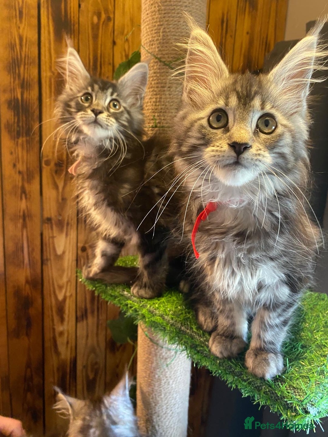 Maine Coon cats for sale: Gccf maine coon babies - Advert 22