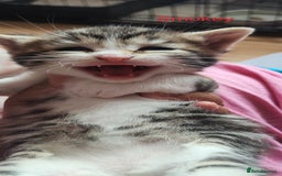 Mixed Breed cats for sale: Ragdoll mixed kittens - Image 5