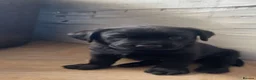 Labrador Retriever dogs for sale: KC Labrador puppies - Advert 19
