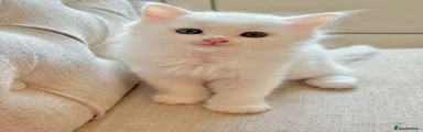 Siberian 1