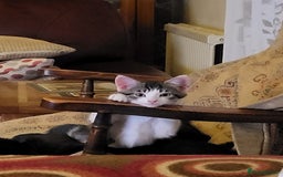 Mixed Breed cats for sale: gorgeous female kittens  - Image 12