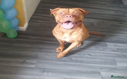 Dogue De Bordeaux dogs for sale: Dogue de bordeaux  - Image 2