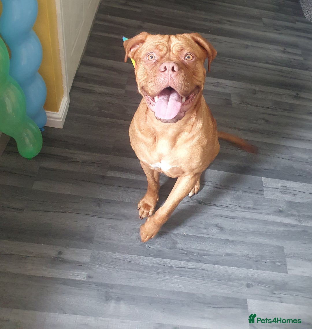 Dogue De Bordeaux dogs for sale: Dogue de bordeaux  - Image 2