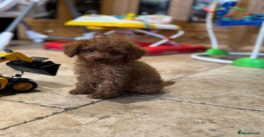 Mixed Breed dogs - Advert 1