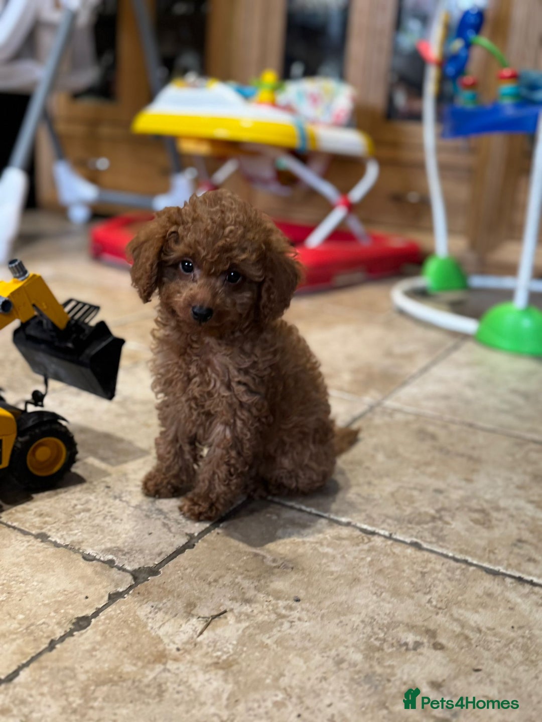 Mixed Breed dogs for sale: Toy poodle for sale! - Image 3