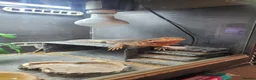 Bearded Dragon reptiles for sale: Bearded dragon looking for new home  - Advert 3