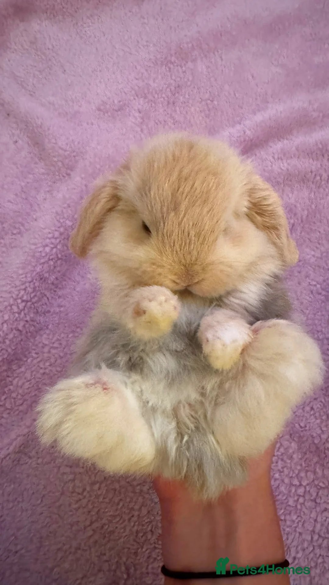 Mini Lop rabbits for sale: Mini lop bunnies  - Advert 1