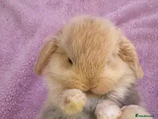 Mini Lop rabbits Mini lop bunnies - Advert 4