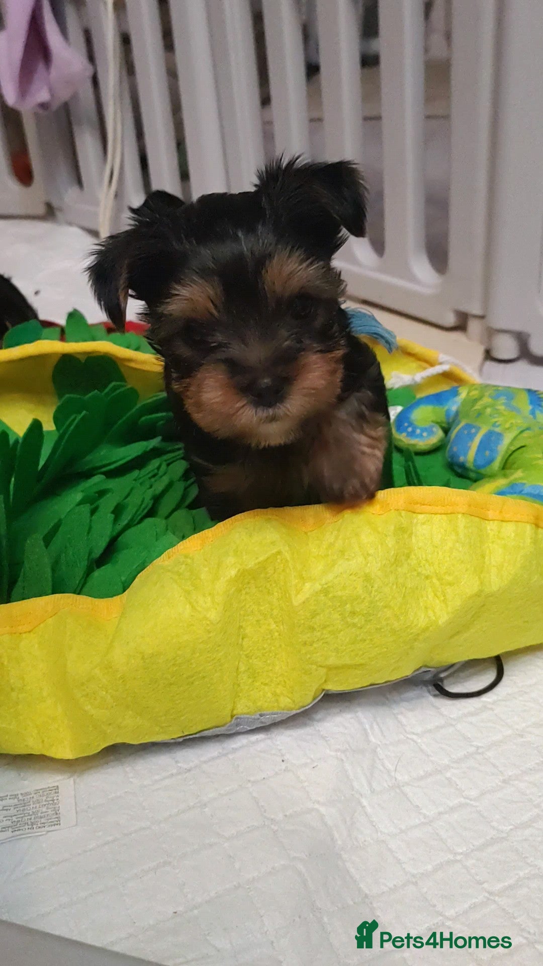 Yorkshire Terrier dogs Only 1 boy Yorkshire terrier  - Advert 8