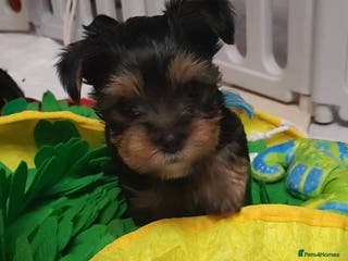 Yorkshire Terrier dogs Only 1 boy Yorkshire terrier - Advert 8