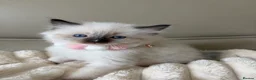 Ragdoll cats for sale: 4 ragdoll boys - Advert 7