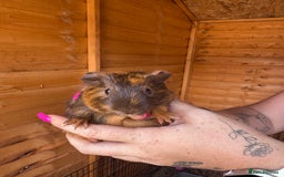 Guinea Pig rodents for sale: 4 boy piggies  - Image 6