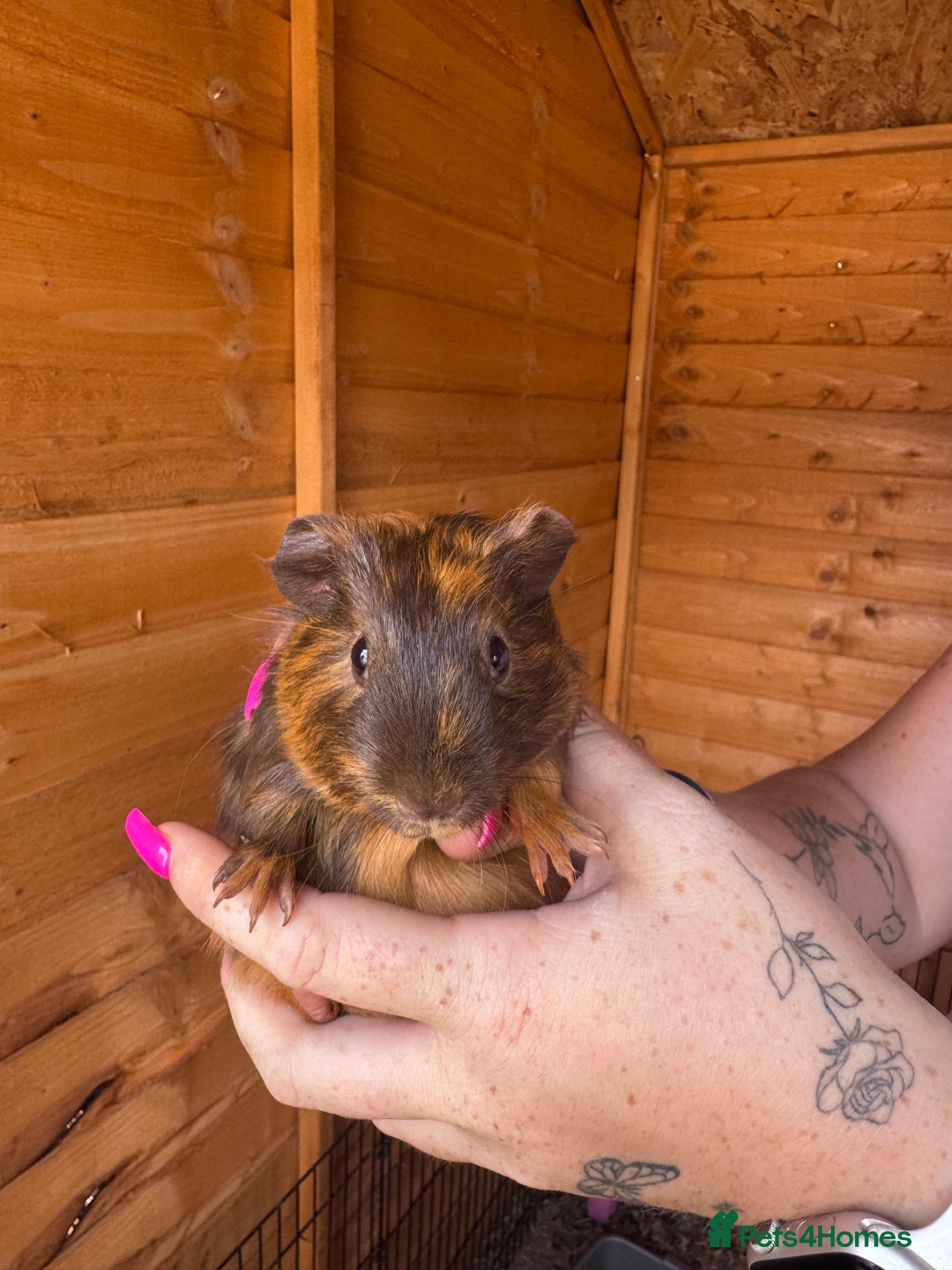 Guinea Pig rodents for sale: 4 boy piggies  - Image 6