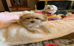 Maltipoo dogs for sale: Beautiful maltipoo puppies looking for new homes  - Image 15
