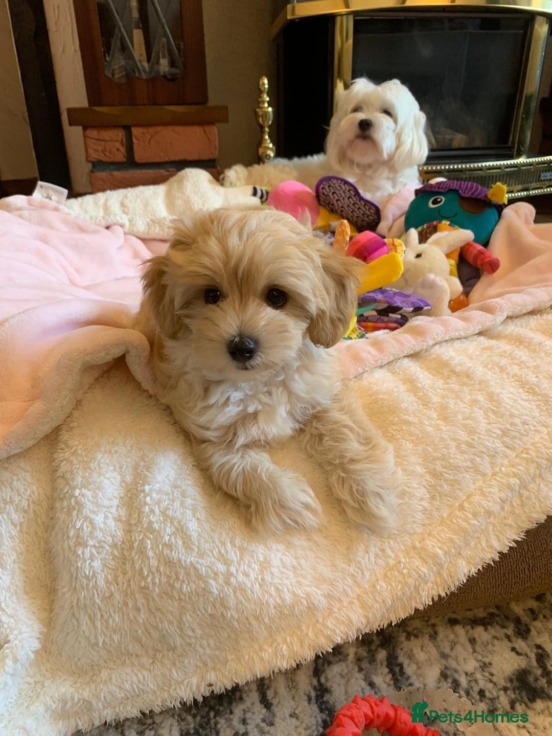 Maltipoo dogs for sale: Beautiful maltipoo puppies looking for new homes  - Image 15