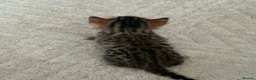 Bengal cats for sale: Pure bengal kittens in Oswestry - Advert 11