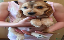 Cocker Spaniel dogs for stud: Chocolate Roan stud - Image 17