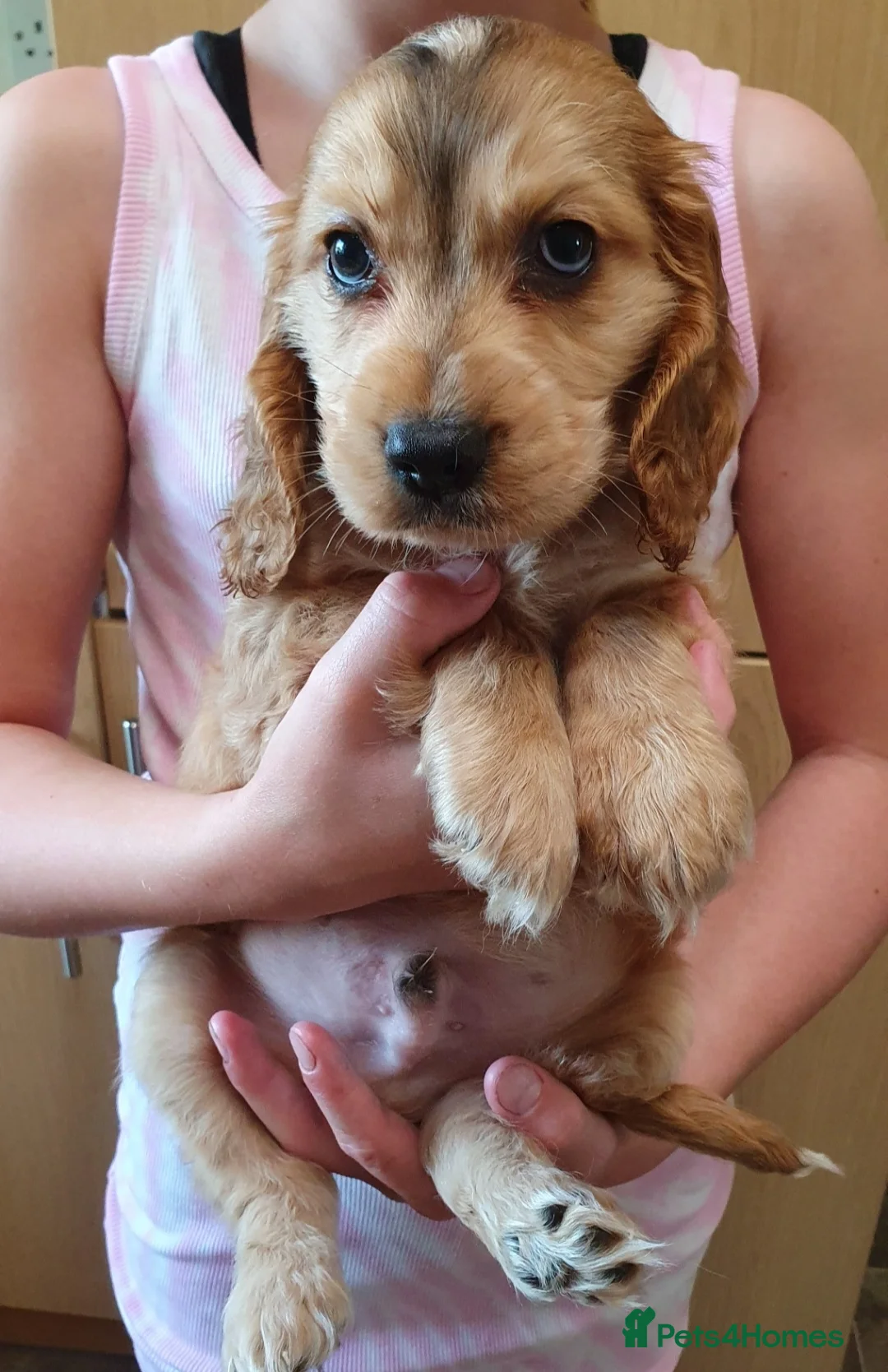 Cocker Spaniel dogs for stud: Show cocker Chocolate Roan stud - Advert 17