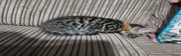Bengal cats for sale: Bengal X DLH kittens  - Advert 18