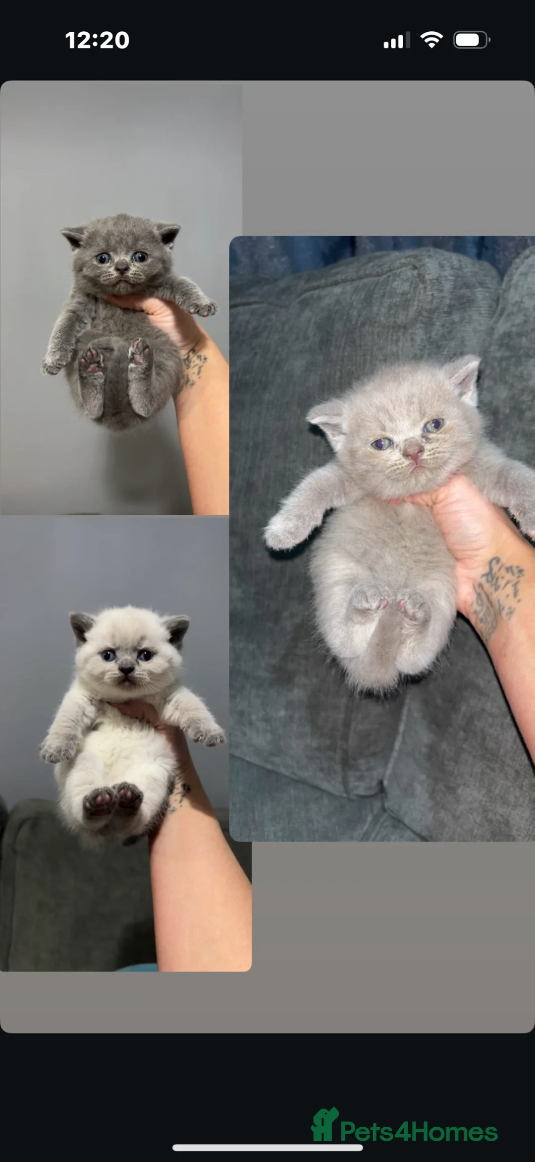 British Shorthair cats for sale: Adorable Pedigree British shorthairs  - Advert 1