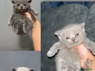 British Shorthair cats Adorable Pedigree British shorthairs - Advert 8