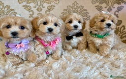 Maltipoo dogs for sale: ADORABLE F1 MALTIPOO PUPPIES DNA TESTED  - Image 18
