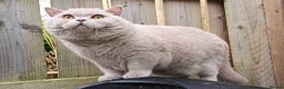 British Shorthair cats for sale: Stunning British Shorthair Kittens  - Advert 19