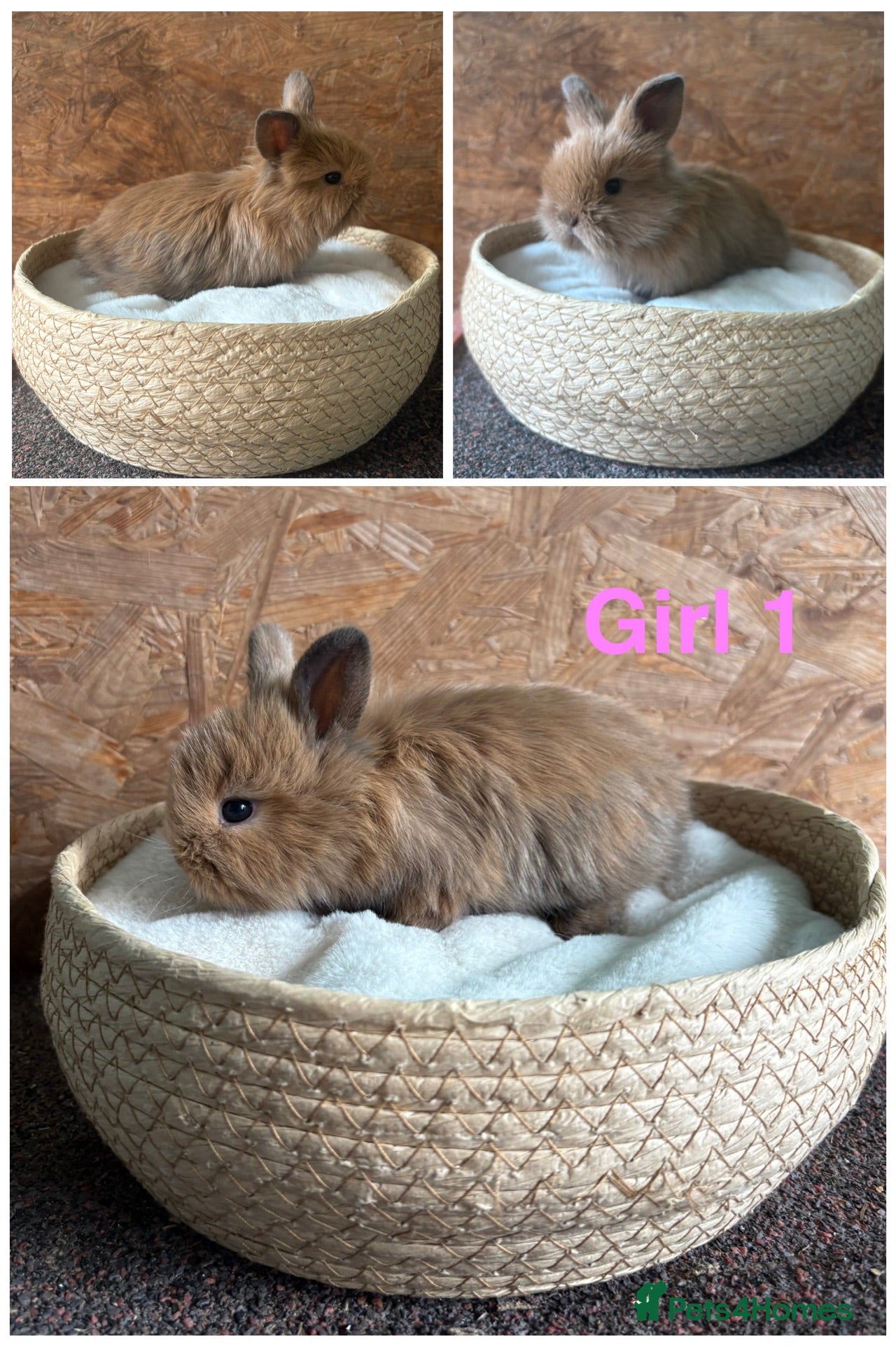 Mini Lion Lop rabbits Mini lion lops available to reserve - Advert 3