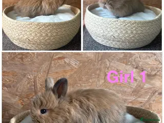 Mini Lion Lop rabbits Mini lion lops available to reserve - Advert 3