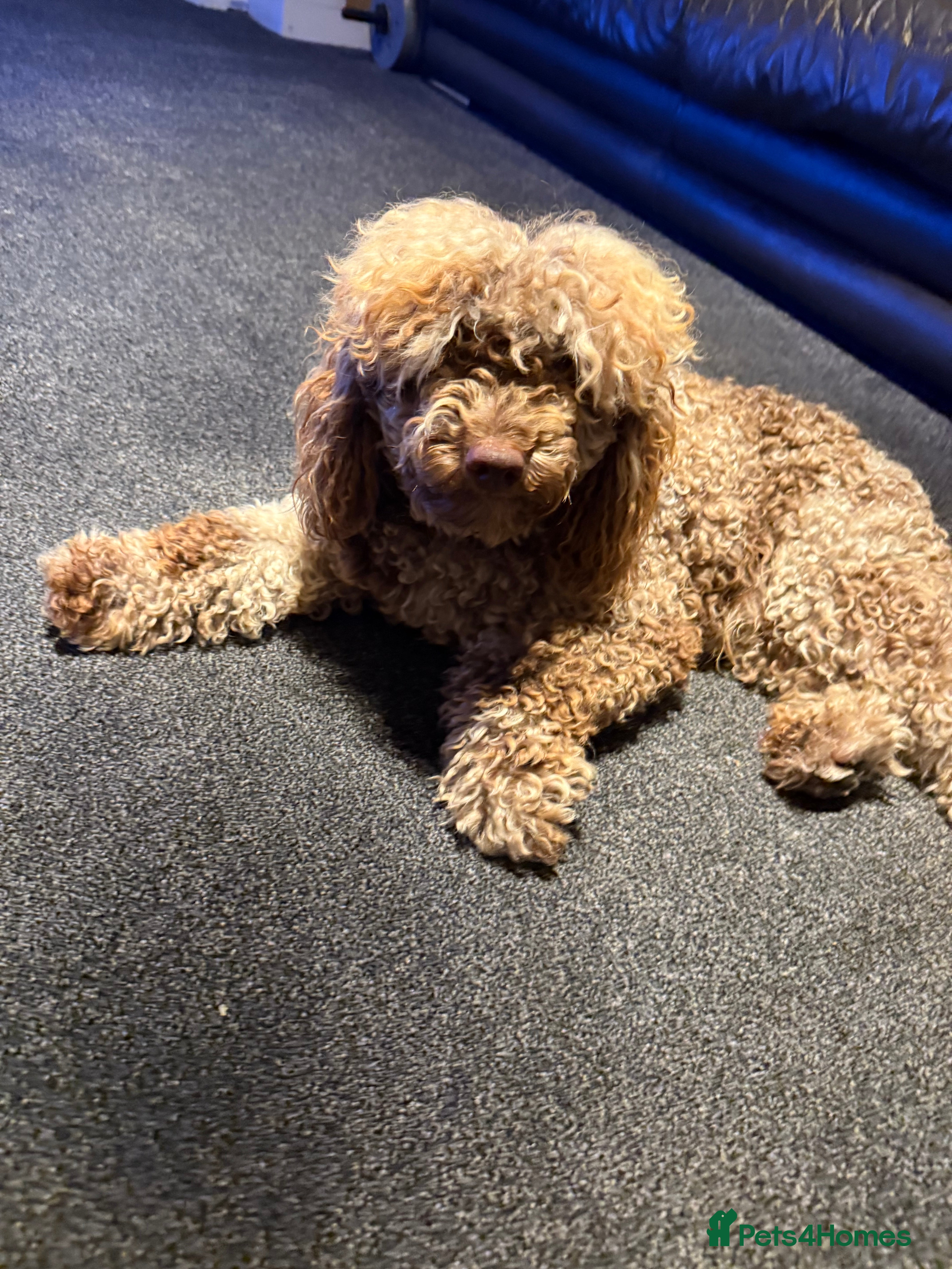Toy Poodle dogs Chocolate Merle Toy Poodle at stud  - Advert 1