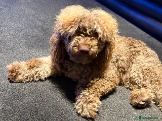 Toy Poodle dogs Chocolate Merle Toy tri gene stud - Advert 4