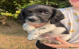 English Springer Spaniel dogs for sale: English Springer Spaniel Puppies - Image 20