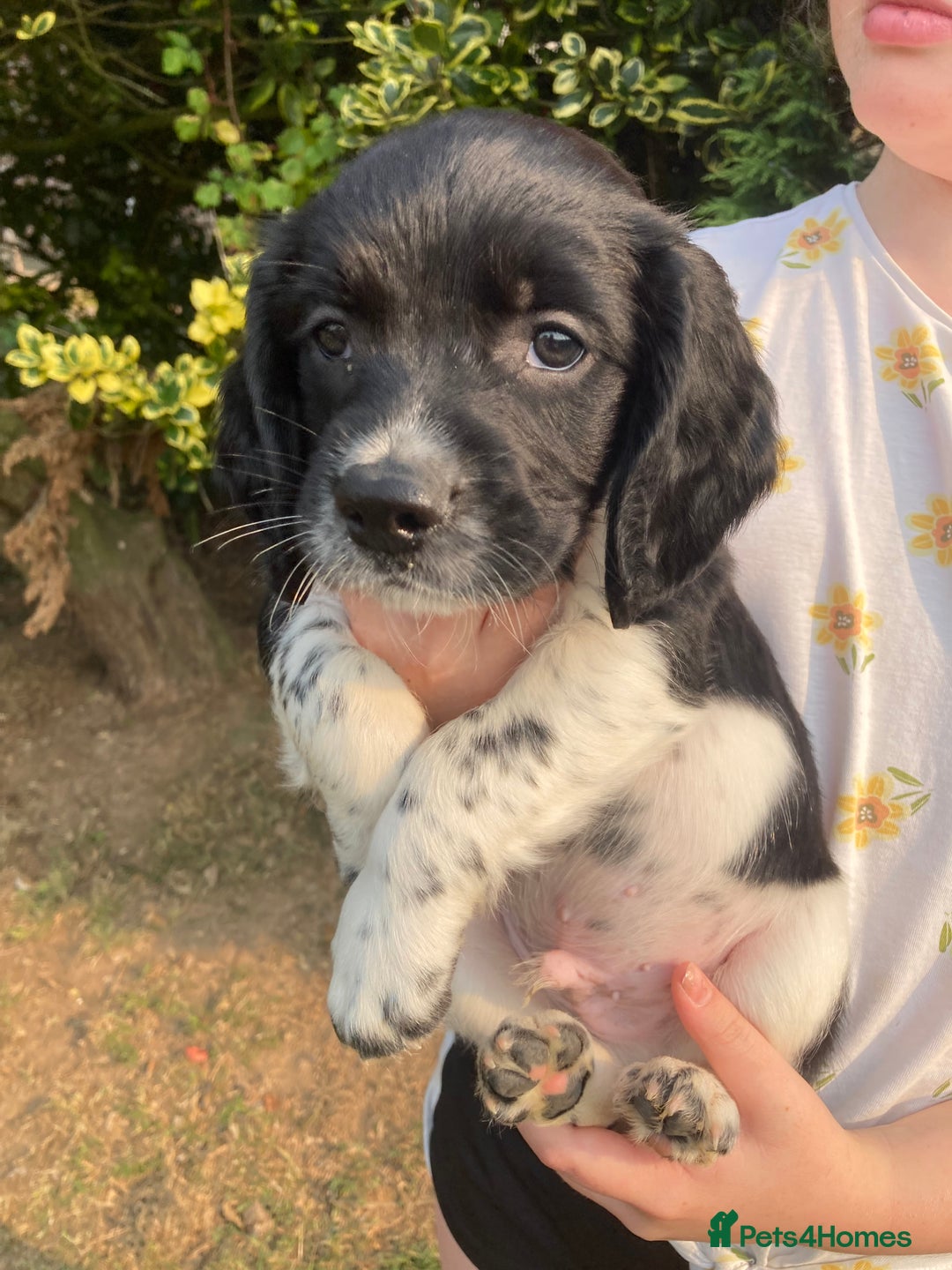 English Springer Spaniel dogs for sale: English Springer Spaniel Puppies - Image 20