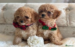 Cavapoochon dogs for sale: Stunning cavapoochon puppies  - Image 2