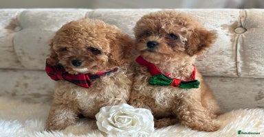 Cavapoochon dogs - Advert 2