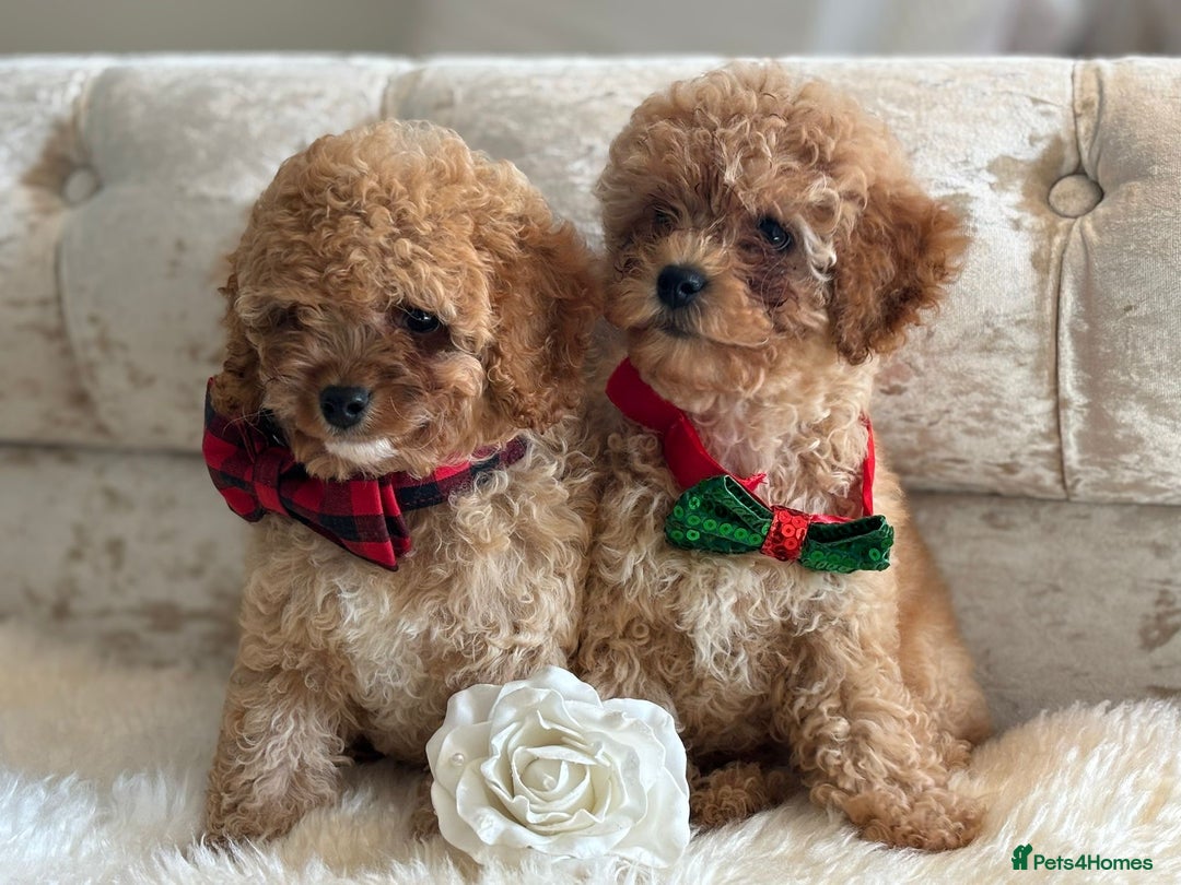 Cavapoochon dogs for sale: Stunning cavapoochon puppies  - Image 2