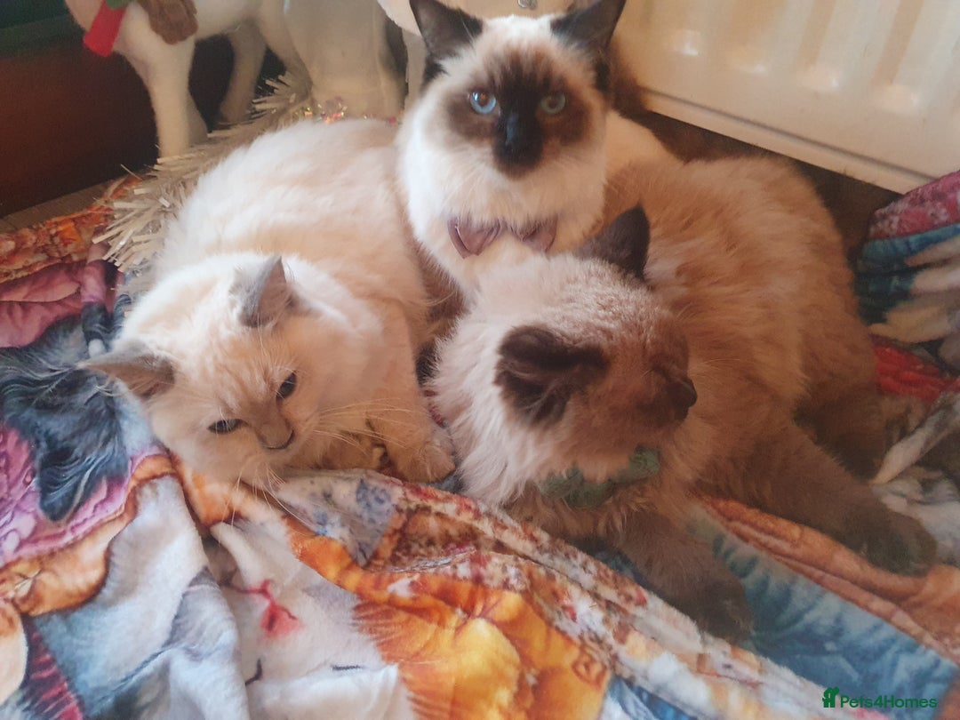 Ragdoll cats for sale: Mink & traditional Ragdolls - Advert 27